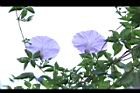 槭葉牽牛-花68.JPG