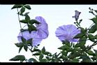 槭葉牽牛-花70.JPG