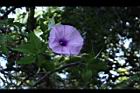 槭葉牽牛-花71.JPG