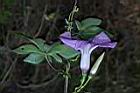 槭葉牽牛-花72.JPG
