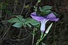 槭葉牽牛-花73.JPG