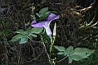 槭葉牽牛-花74.JPG