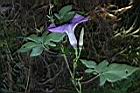 槭葉牽牛-花75.JPG