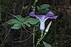 槭葉牽牛-花76.JPG