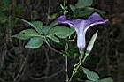 槭葉牽牛-花77.JPG