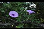 槭葉牽牛-花78.JPG