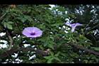 槭葉牽牛-花79.JPG