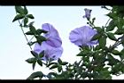 槭葉牽牛-花80.JPG
