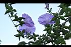 槭葉牽牛-花81.JPG