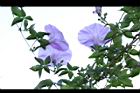 槭葉牽牛-花82.JPG