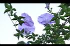 槭葉牽牛-花83.JPG