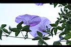 槭葉牽牛-花85.JPG