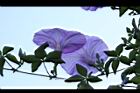 槭葉牽牛-花86.JPG