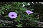槭葉牽牛-花88.JPG