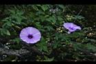 槭葉牽牛-花89.JPG