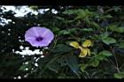 槭葉牽牛-花91.JPG