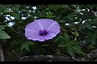 槭葉牽牛-花92.JPG