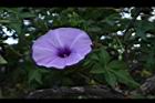 槭葉牽牛-花93.JPG