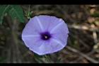 槭葉牽牛-花96.JPG