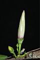 槭葉牽牛-花苞05.JPG