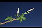 槭葉牽牛-花苞21.JPG
