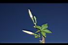槭葉牽牛-花苞23.JPG