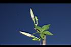 槭葉牽牛-花苞25.JPG