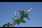 槭葉牽牛-花苞40.JPG