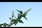 槭葉牽牛-花苞42.JPG