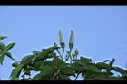 槭葉牽牛-花苞44.JPG