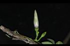槭葉牽牛-花苞46.JPG