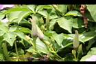 槭葉牽牛-花苞49.JPG