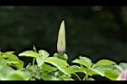 槭葉牽牛-花苞50.JPG