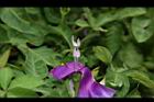 槭葉牽牛-花蕊01.JPG