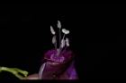 槭葉牽牛-花蕊17.JPG