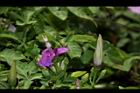 槭葉牽牛-花蕊27.JPG