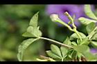 槭葉牽牛-青實01.jpg