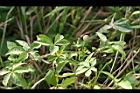 槭葉牽牛-青實03.jpg