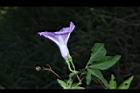 槭葉牽牛51.JPG