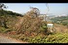 槭葉括樓-實07.jpg