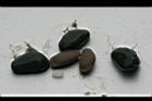 槭葉瓜樓-種子0.jpg