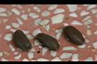槭葉瓜樓-種子5.jpg