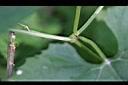 槭葉瓜樓-枝.jpg