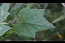 槭葉瓜樓-葉1.jpg