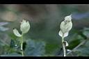 槭葉瓜樓-雄花苞2.jpg