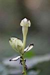 槭葉瓜樓-雄花苞6.jpg