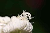 槭葉瓜樓-雌花4.jpg
