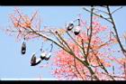 槭葉酒瓶樹-實02.JPG