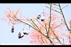 槭葉酒瓶樹-實03.JPG
