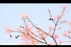槭葉酒瓶樹-實04.JPG